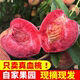 桃子5斤新鲜河南血桃应当季水果红心中华现摘水密脆甜毛桃子包邮