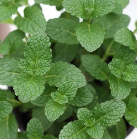 新鲜微绿田园mint香草香料留兰香薄荷荷叶250g其它