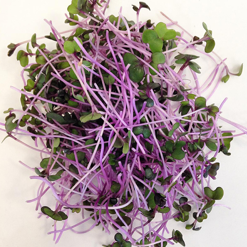 microgreens red kale 新鲜紫甘蓝苗10g 西餐摆盘/沙拉用芽苗菜