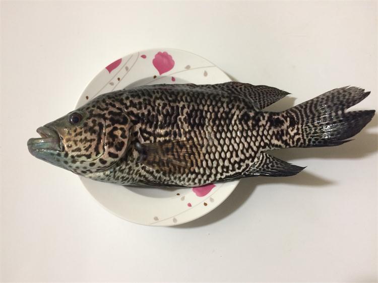 珍珠112斤一条鲜活水产斑鱼石斑鱼海鲜斑鱼
