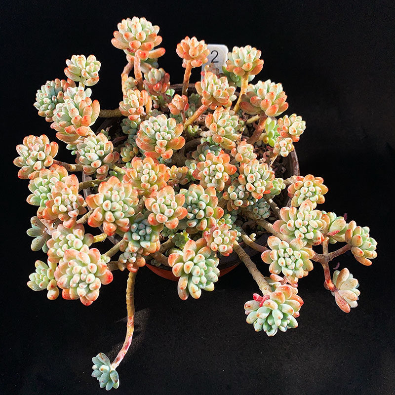 千亦多肉植物盆栽绿豆无砍超大老桩防辐射净化空气一物一拍包邮