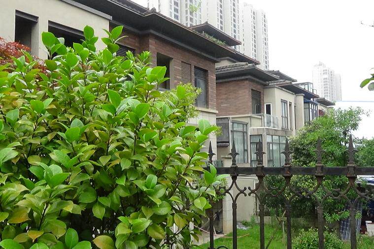 长沙市望城区星城镇南苏小区11栋103,203,303号联排别墅 - 司法拍卖