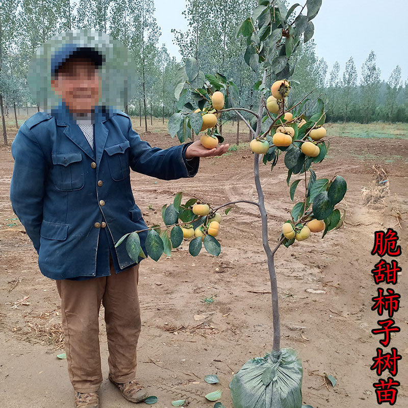 太秋柿子苗树嫁接脆甜无核柿子果树苗盆栽地栽当年结果