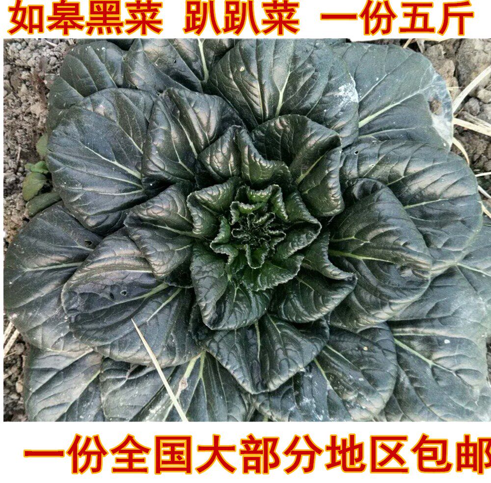如皋特产黑菜 新鲜青菜 黑菜趴趴菜 农家自种 绿色新鲜蔬菜 包邮