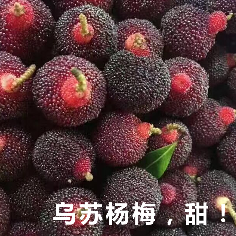 3斤 乌酥乌苏杨梅新鲜现摘现发甜!潮汕金灶吊滴酥小杨梅顺丰包邮