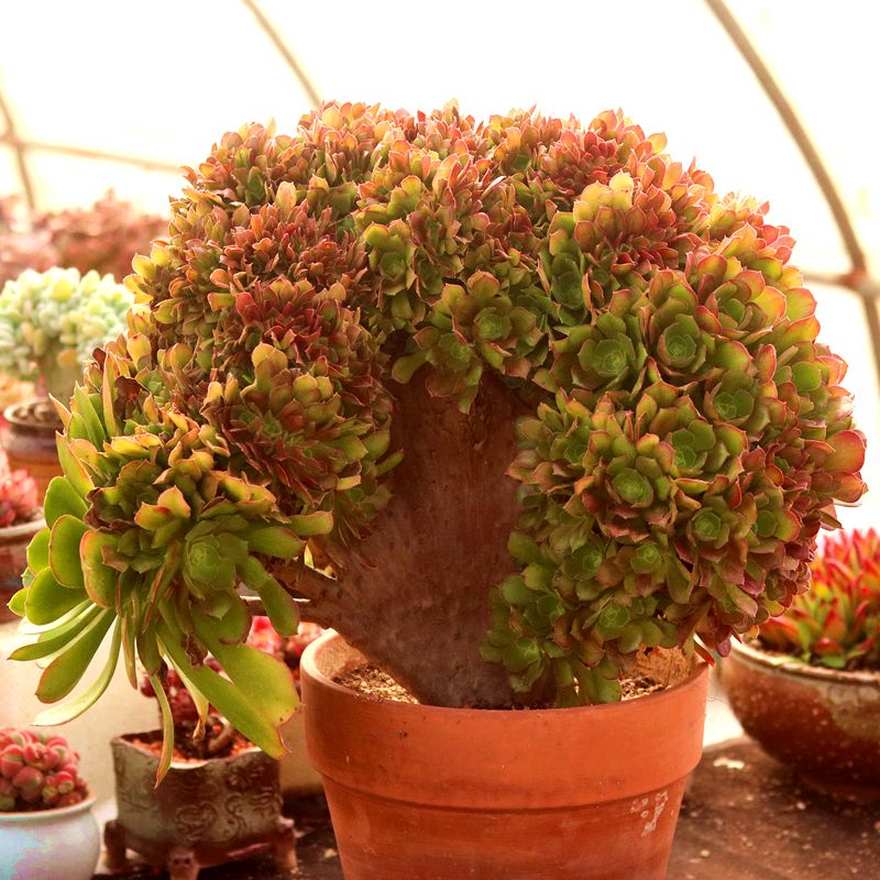 欧紫韶羞玫瑰法师缀化朵朵缀多肉植物 一物一拍 室内盆栽指间园艺