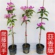 爬藤植物 蒜香藤花苗 紫铃藤 漂亮藤本花多好养庭院绿篱盆栽花卉