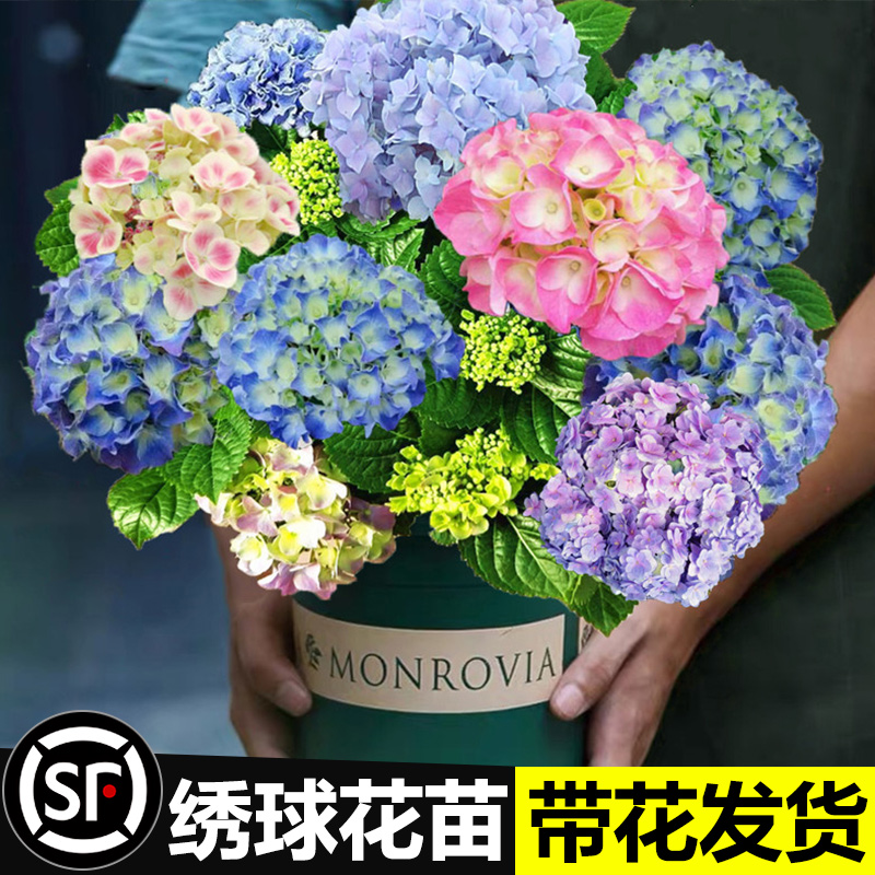 绣球花苗无尽夏盆栽带花特大老桩室内阳台庭院四季开花卉绿植植物