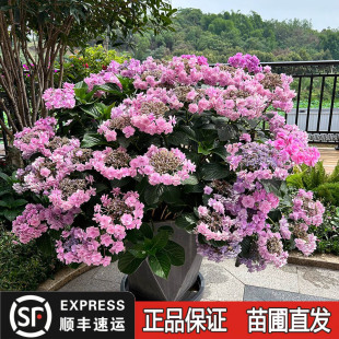 无尽夏绣球花苗老桩阳台庭院盆栽四季耐寒花卉植物八仙花绣球