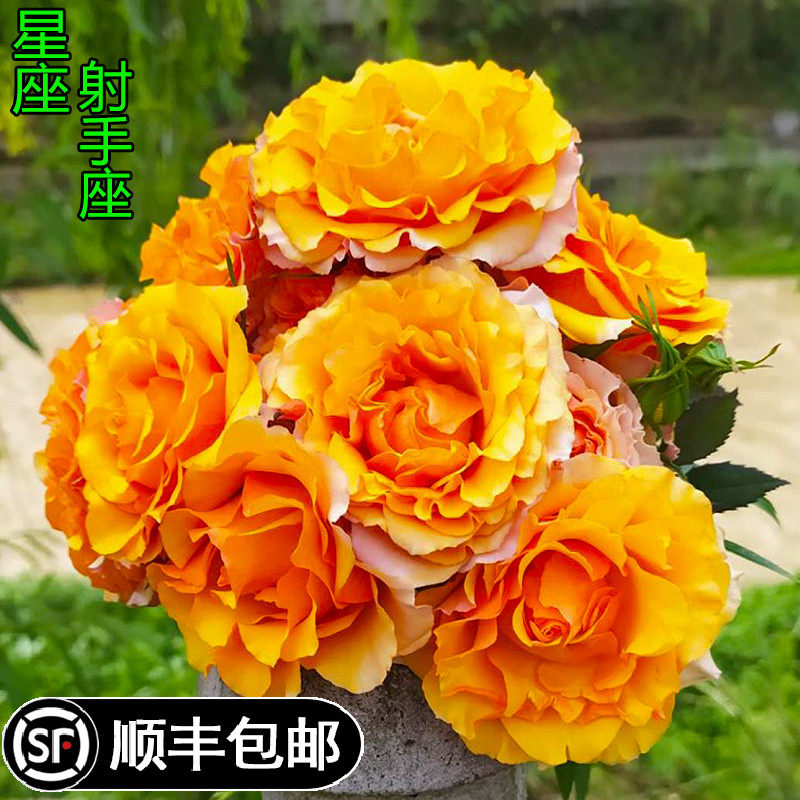 叶西家居专营店的优惠券大全—新品射手座星座系列切花玫瑰多季开花