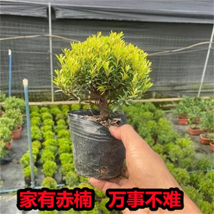 小叶赤楠盆景老桩植物办公室绿植室内盆栽好养活四季常青花卉