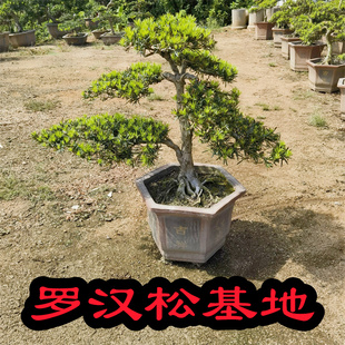 精品罗汉松树苗盆景老桩造型盆栽绿花卉植物办公室内客厅庭院好养