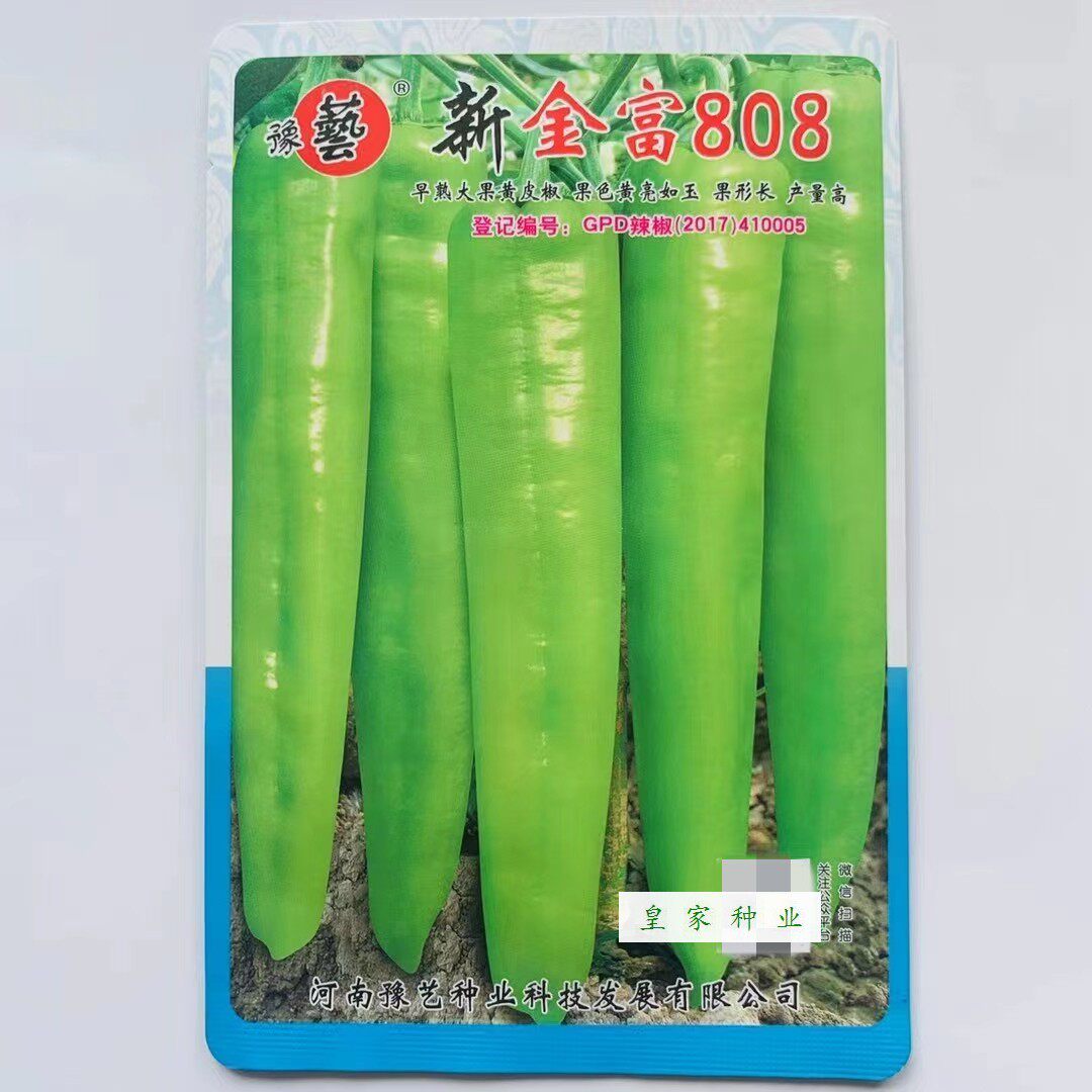 新金富808辣椒种籽早熟丰产抗病大果黄皮椒种子 春秋季大棚蔬菜孑