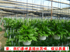 绿萝植物盆栽室内花卉绿植水培植物盆景办公室盆栽绿箩绿色植物