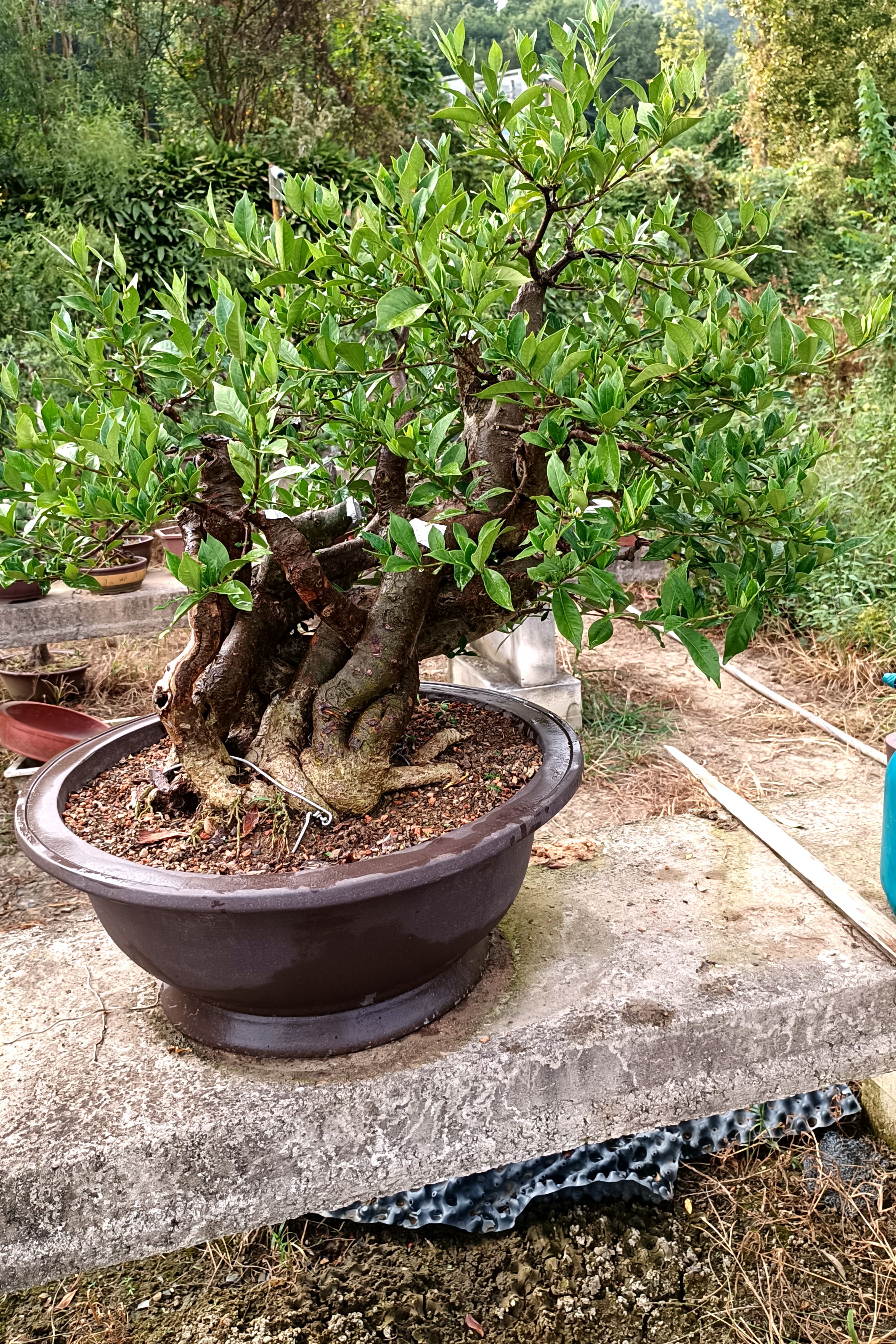 栀子花盆景原生清誉达摩趣味阳台小品老桩提根绿植