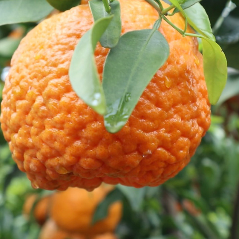 每天水果优选云南岩溪晚芦芦柑新鲜水果肉质细腻多汁当季整箱包邮