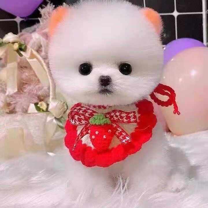 无偿领养纯种博美幼犬活体茶杯小型长不大可爱家养袖珍动物宠物狗