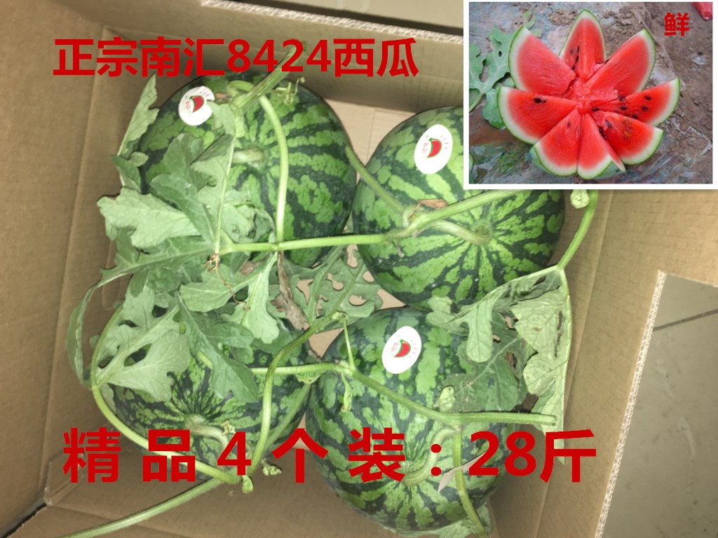 上海南汇8424西瓜孕妇现摘新鲜水果PK海南麒麟西瓜 28斤 黑籽西瓜|ruв категории водной мясо/свежие фрукты и овощи/еда, свежие фрукты, арбуз - от Buy2taobao.com для оказания профессиональной услуги покупки агента Taobao