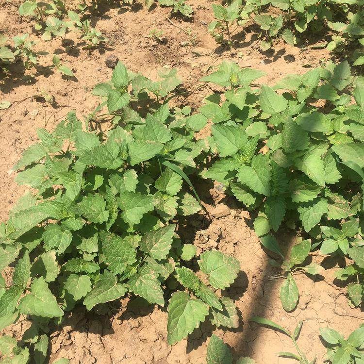 特价藿香叶菜苗8株包邮五香叶苗鱼香叶苗藿香叶阳台盆栽蔬菜苗带