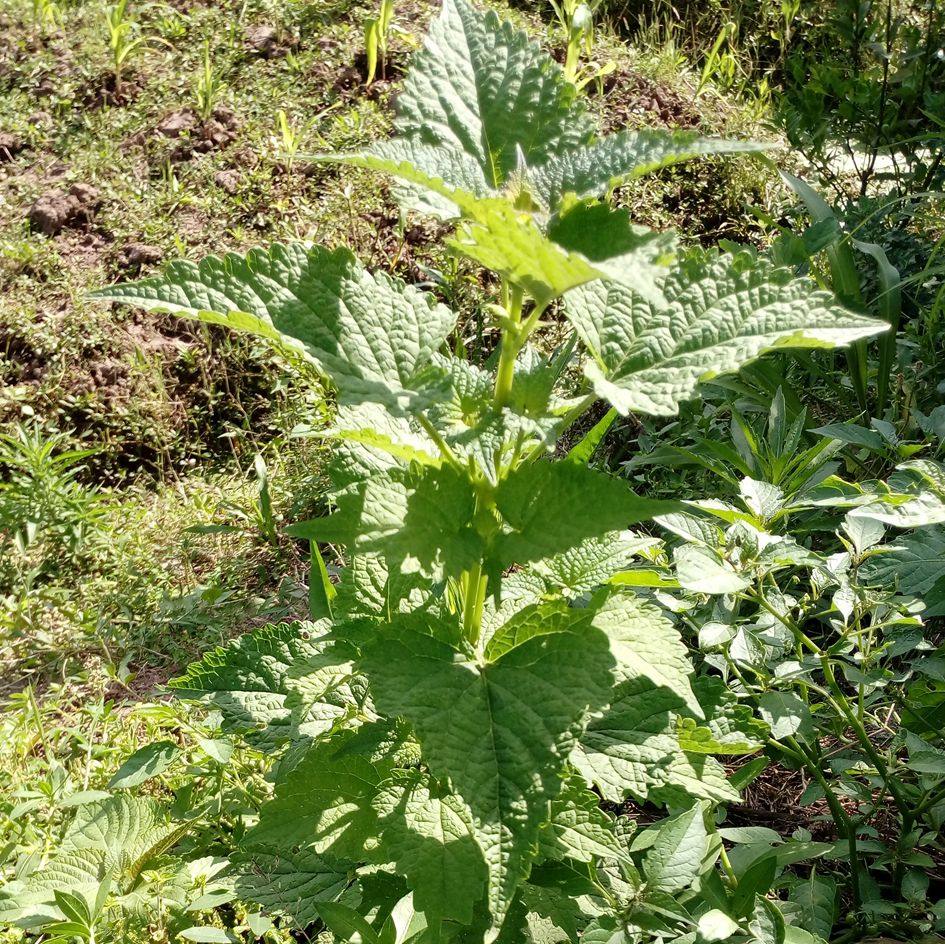特价新鲜藿香四川鱼香 叶菜有苗种荷霍香草五香叶大茴香蘸豆花泡-mc
