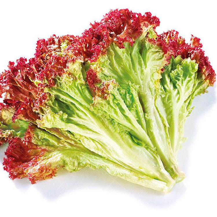 紫叶生菜种子农家春季秋季四季蔬菜保健菜阳台大棚红叶生菜种籽