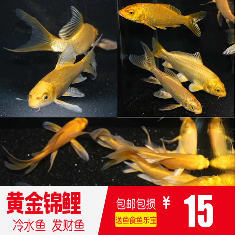 黄金锦鲤活体纯种锦鲤观赏鱼风水鱼龙凤锦鲤鱼冷水鱼鱼苗金鱼淡水