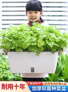 草莓盆栽专用盆自吸水种菜盆家庭蔬菜草莓种植盆专用箱室内盆栽懒