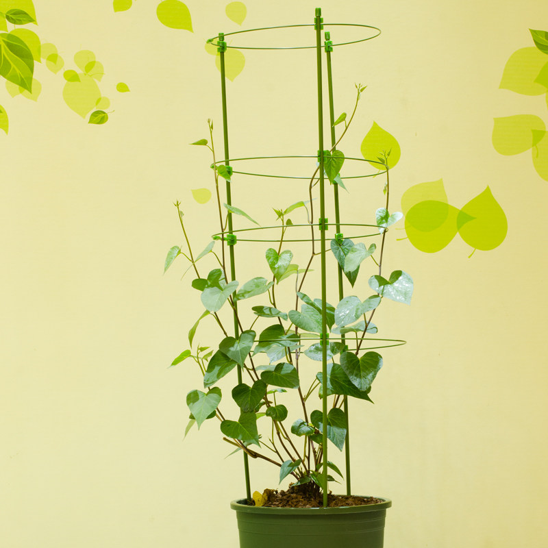 月季花架爬藤架子花支架植物盆园艺铁线莲攀爬室内花卉支撑杆