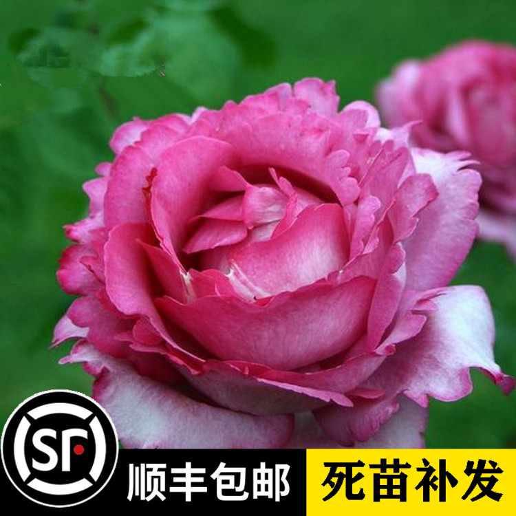 日本月季花苗新款浓香型红桃女王多头勤花抗病性好带土发货包对版