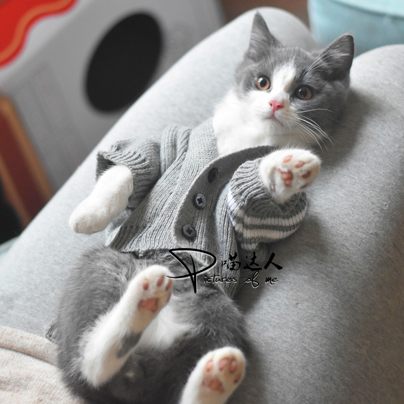 猫潮牌毛衣小猫英短休闲春秋冬季保暖狗狗小型犬衣服猫咪开衫服饰在类目 宠物/宠物食品及用品, 宠物服饰及配件, 宠物服装/雨衣中 - 来自Buy2taobao.com提供专业的淘宝代购服务