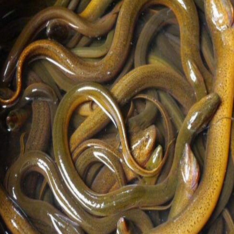 特价黄鳝苗_活体黄鳝鱼长鱼苗洪泽湖淡水野生成品黄鳝2斤鲜活食用长鱼