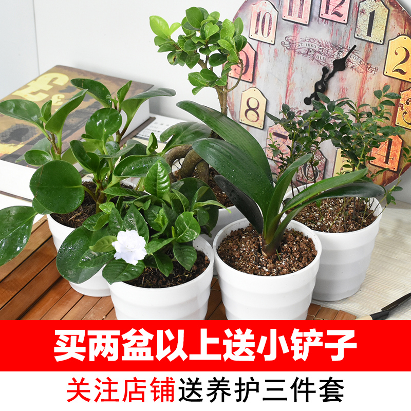 发财树室内绿植办公盆栽富贵竹金边吊兰文竹君子兰竹柏榕树九里香