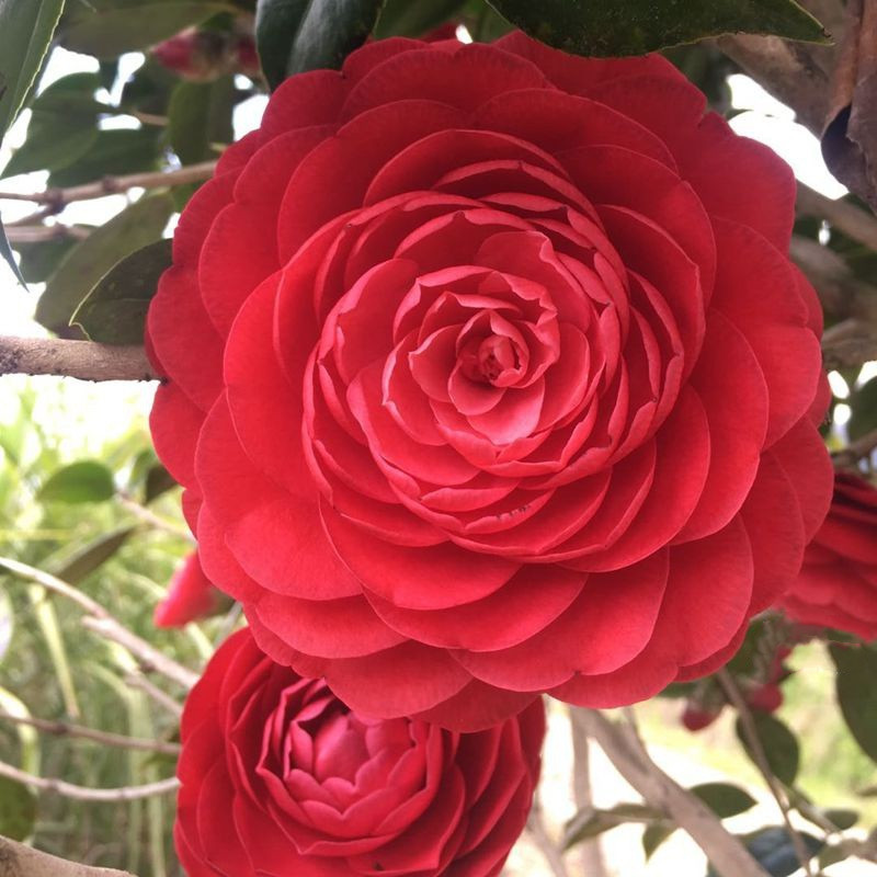 红赤丹茶花带花苞当年开花室内盆栽花卉庭院