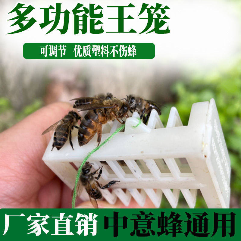 蜂王笼囚王笼中意蜂囚王笼多功能蜜蜂王笼介王囚王塑料蜂王笼子