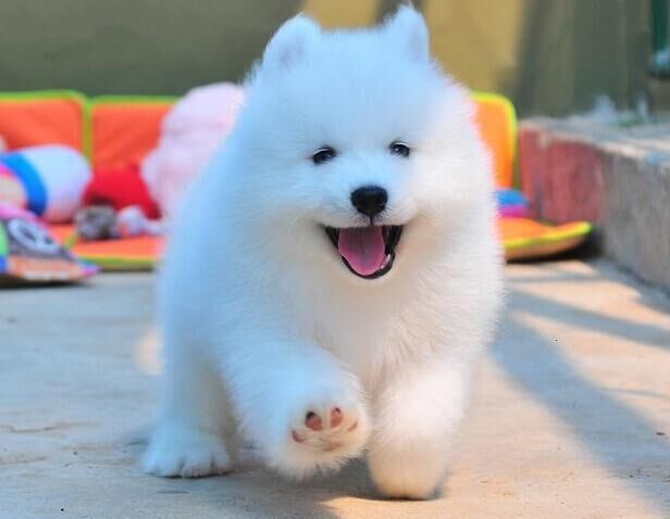 纯种萨摩耶幼犬活体微笑天使萨摩耶犬雪橇犬哈士奇幼犬家养宠物狗