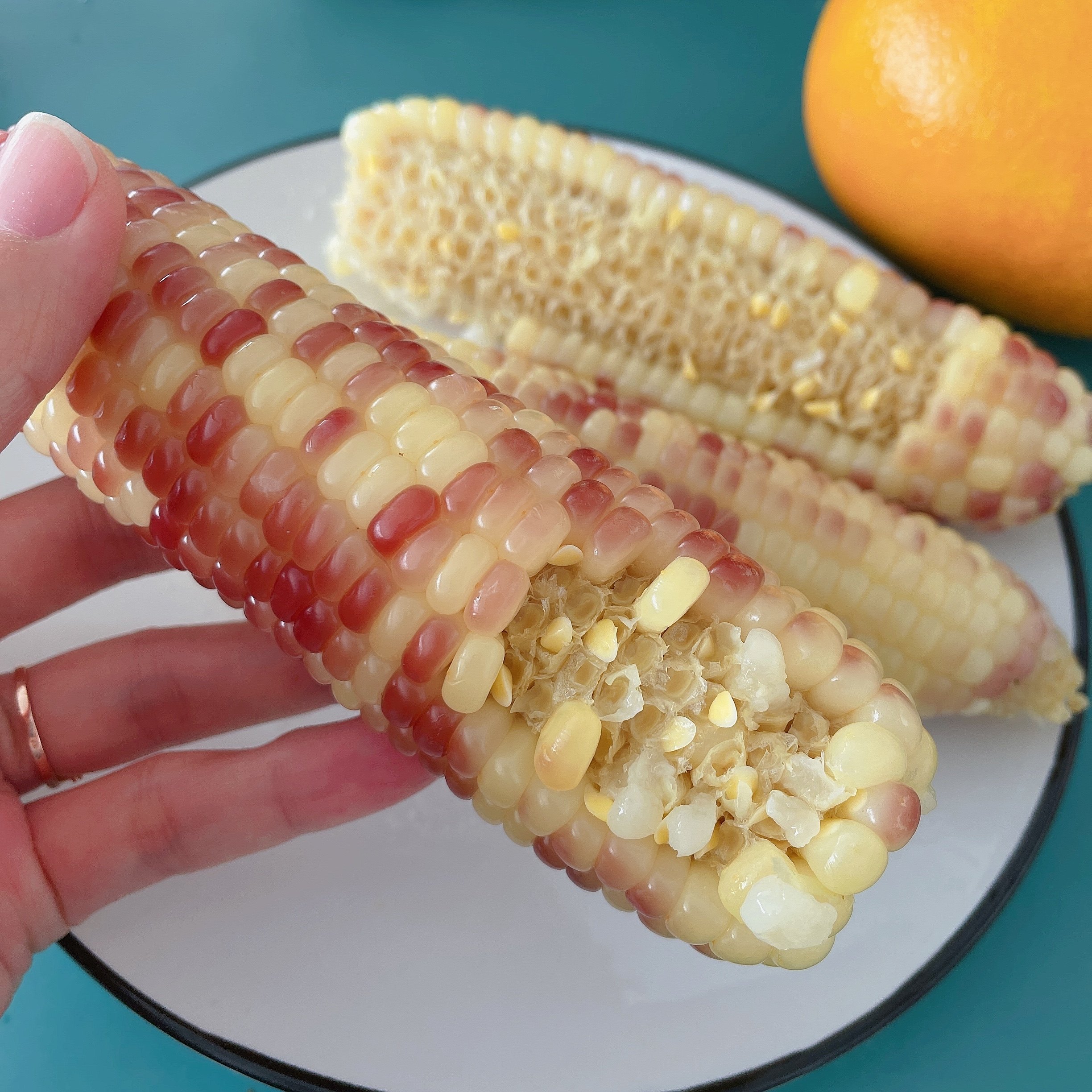 雨乐农品丹东宽甸2021年老品种花粒玉米12根份包邮