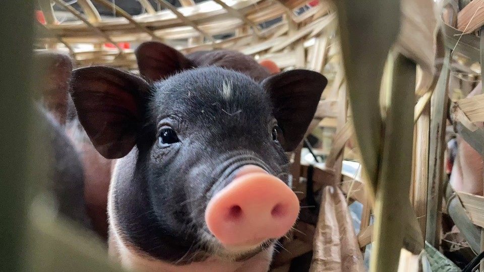 宠物猪迷你猪活体大额优惠券