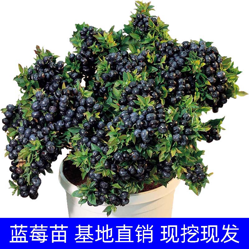 盆栽蓝莓苗北方蓝莓树南方果树种植嫁接当年结果庭院阳台蓝梅果苗