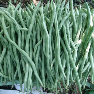 黄金钩油豆豆角种子春季秋季东北黄金勾架豆芸豆种籽四季蔬菜种孑