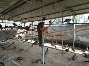 四川新鲜受精种蛋可孵化七彩山鸡土鸡蛋乌骨鸡包邮四年老店