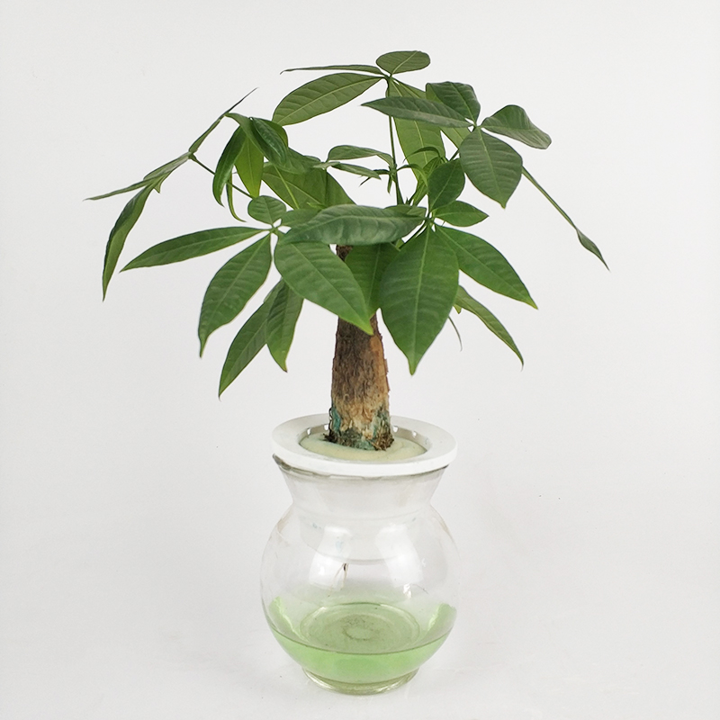办公室 桌面 四季常青 植物 花卉 绿植 发财树 小独杆发财树盆栽在类目 鲜花速递/花卉仿真/绿植园艺, 花卉/绿植盆栽(新), 绿植中 - 来自Buy2taobao.com提供专业的淘宝代购服务