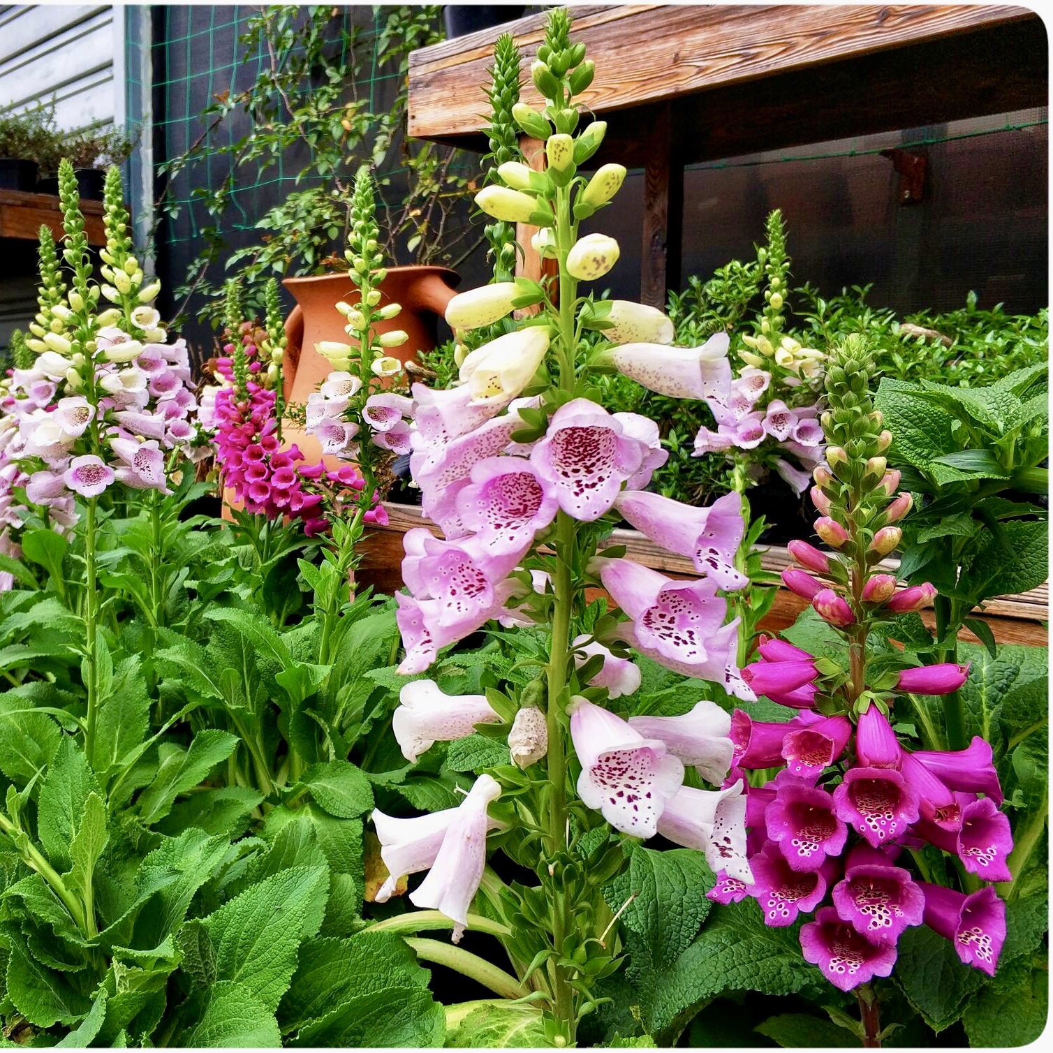 进口毛地黄花苗 盆栽苗阳台庭院花境花卉植物 多年生耐寒冬季花卉