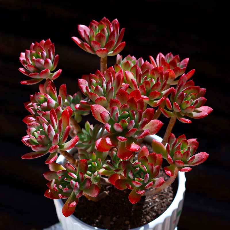 热销多肉老桩多头云南_红稚莲老桩多肉植物盆栽云南直发多头群生肉肉