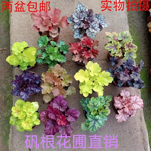 矾根大苗植物盆栽庭院耐寒耐热四季绿化花卉阳台花园鲜花绿植易活