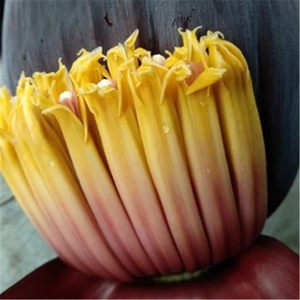 香蕉心可食用小米蕉新鲜香蕉花蕊干芭蕉花蕾干药用自然晒干野生香蕉