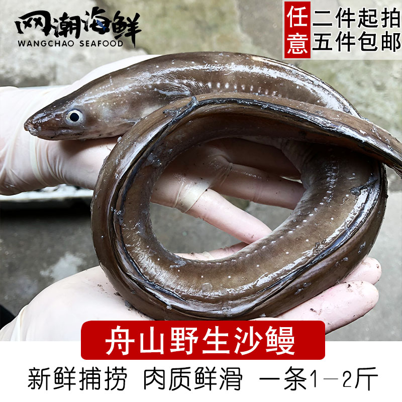 【网潮海鲜】舟山海鲜 新鲜鳗鲡 海捕鱼星鳗 野生沙鳗 一条1-2斤