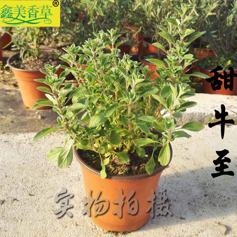 甜牛至盆栽野马郁兰香草植物食用披萨草绿植希腊牛至包邮