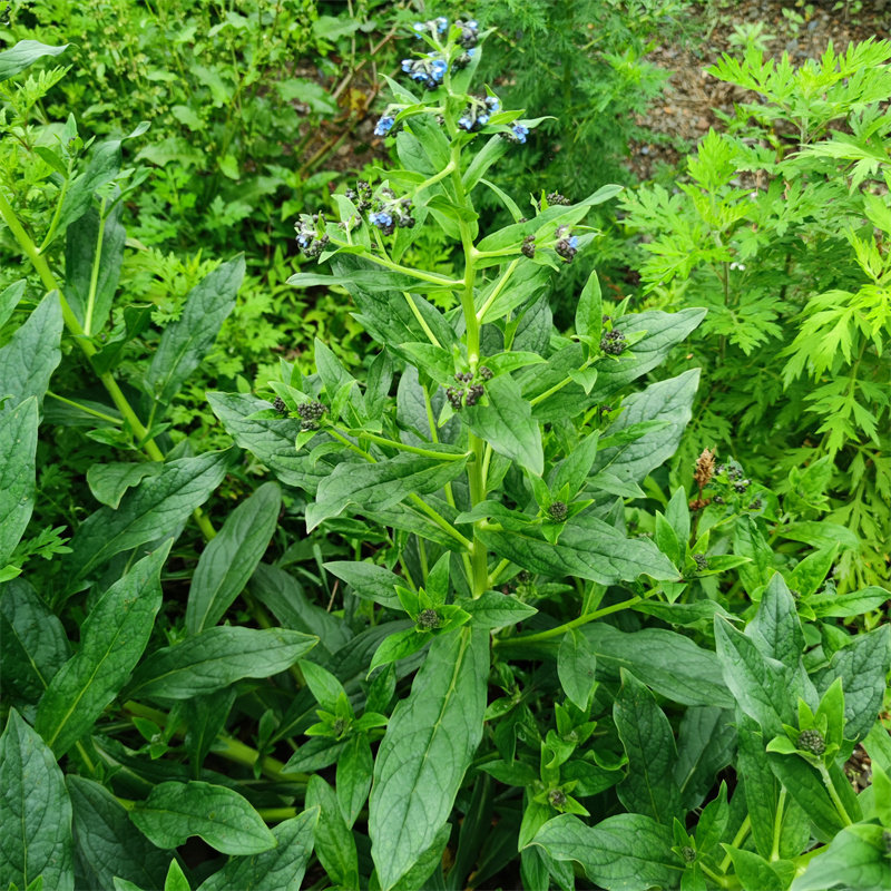 蓝布裙的养殖方法( 蓝布裙草药长什么样 )