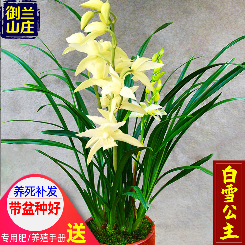 兰花苗【白雪公主】浓香盆栽室内植物四季兰草阳台花卉兰草