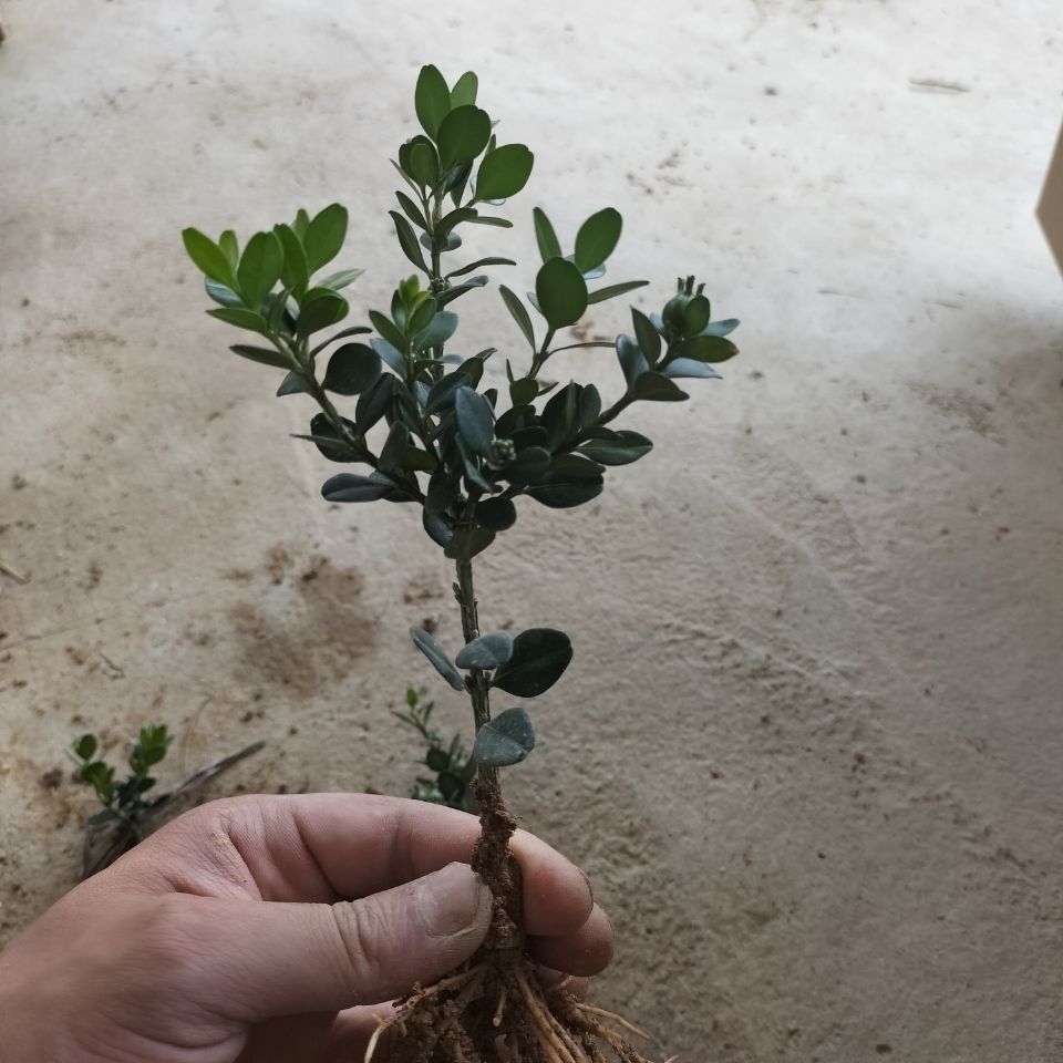 基地直销已售0$38折后价$38淘宝新品黄杨盆景龙鳞黑珍珠黄杨苗小叶皱